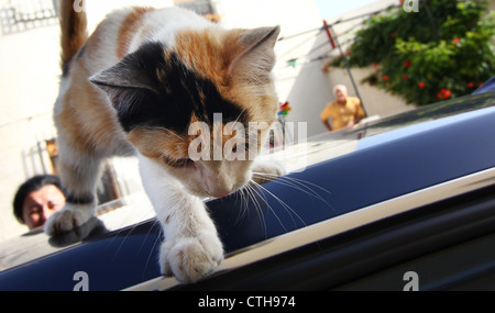 three colored cat fleeing the roof of a vehicle