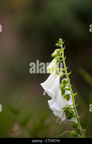 Foxglove; Digitalis purpurea; white; Cornwall; UK Stock Photo