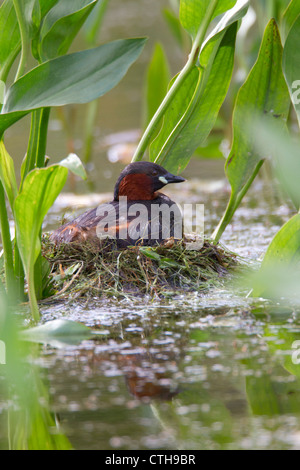 Little Grebe; Tachybaptus ruficollis; on nest; UK Stock Photo