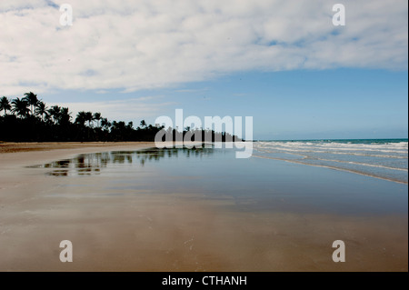 Looking north at palm-fringed sandy Wongaling beach at low tide, Mission Beach, Cassowary Coast, Queensland, Australia Stock Photo