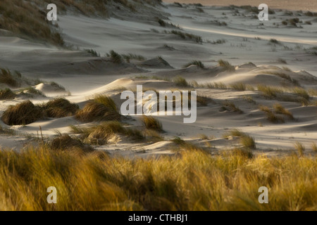 The Netherlands, Kamperland, Beach and beach grass. Stock Photo