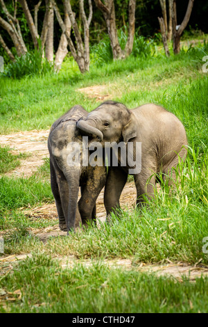 CHIANG MAI, THAILAND - June 16, 2012: Two baby elephants playing in grassland field. Stock Photo