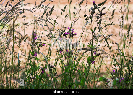 Silene dioica, Campion, red Stock Photo