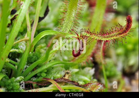 Cape sundew (Drosera capensis), native to the Cape in South Africa at the National Botanic Garden of Belgium Stock Photo