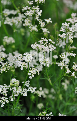 Caraway / Meridian fennel / Persian cumin (Carum carvi) in flower, native to western Asia, Europe and Northern Africa Stock Photo