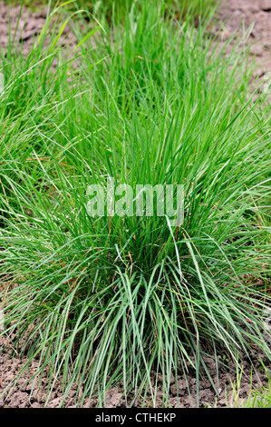 Crested hair grass / Crested hair-grass / Prairie June grass (Koeleria pyramidata), native to northern and eastern Europe Stock Photo