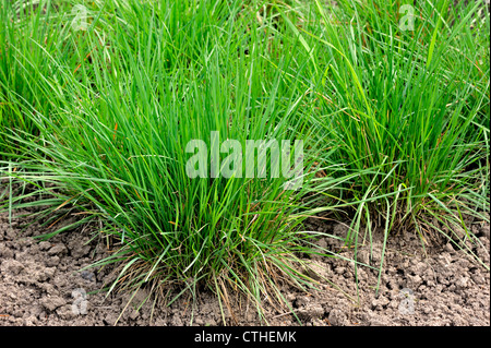 Crested hair grass / Crested hair-grass / Prairie June grass (Koeleria pyramidata), native to northern and eastern Europe Stock Photo