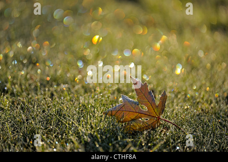 Frost refractions and leaves on lawn, Greater Sudbury, Ontario, Canada Stock Photo