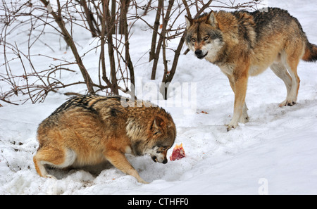 Scared subordinate wolf showing submissive posture towards dominant wolf by crouching, ears flat and tail tucked between legs Stock Photo