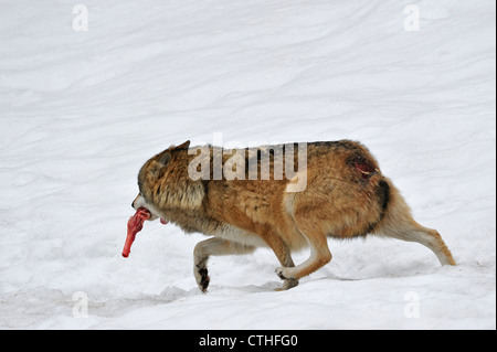 Subordinate wounded wolf running away with meat in winter, showing submissive posture by crouching and keeping tail between legs