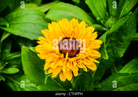 Sunflower after rain Prague, Czech Republic Stock Photo