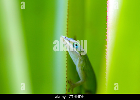 A green anole is an arboreal lizard located on the island of Kauai, Hawaii, USA. Stock Photo