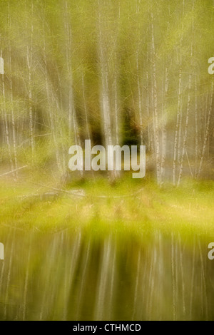 Red alder (Alnus rubra) reflections  in a pond (multiple exposure), Olympic National Park Hoh Rainforest, Washington, USA Stock Photo