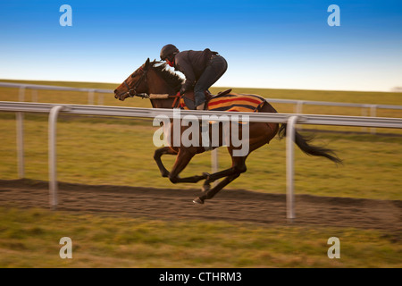 Racehorse at full gallop Stock Photo