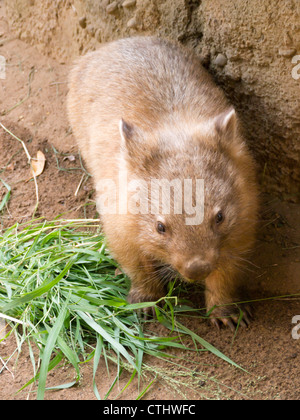 Wombat Stock Photo