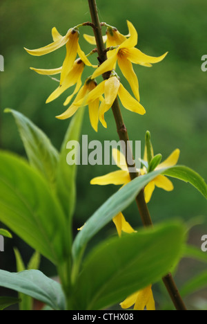 Yellow forsythia flowers and leaves detail against green background in springtime Stock Photo