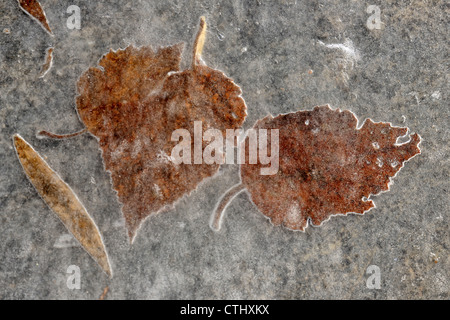 Fallen leaves embedded in ice on a rock outcrop, Greater Sudbury (Lively), Ontario, Canada Stock Photo