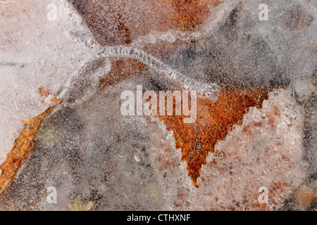 Fallen leaves embedded in ice on a rock outcrop, Greater Sudbury (Lively), Ontario, Canada Stock Photo