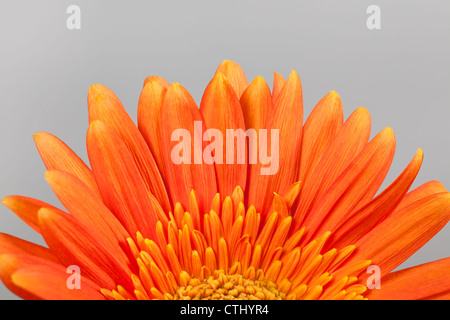 orange gerbera daisy Stock Photo