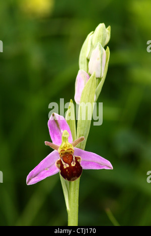 Flowering wild  bee orchid (Ophrys apifera), growing on a former colliery site in Derbyshire, UK Stock Photo