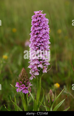 Flowering spike of wild Common-spotted orchid (Dactylorhiza fuchsii), Derbyshire, UK Stock Photo