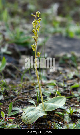 Detail/macro/close-up of flowering spike of wild Common Twayblade orchid (Listera ovata), Derbyshire,UK Stock Photo
