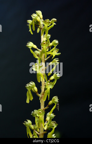 Detail/macro/close-up of a flowering spike of a wild Common Twayblade orchid (Listera ovata) growing on grassland, Derbyshire,UK Stock Photo
