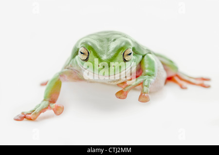 Fat Green Tree Frog On A White Background Stock Photo - Alamy