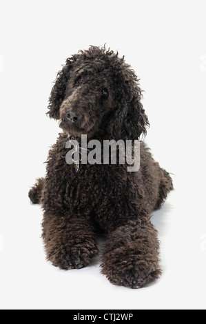 Black Labradoodle On A White Background Stock Photo