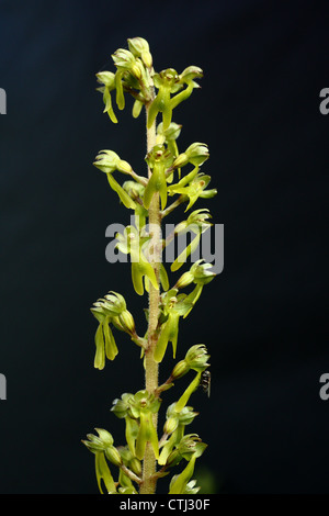 Detail/macro/close-up of flowering spike of wild Common Twayblade orchid (Listera ovata), Derbyshire,UK Stock Photo