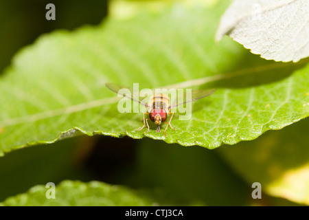 Head on macro shot of a hoverfly on a leaf Stock Photo