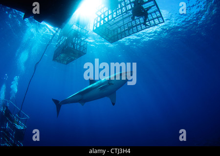 Female great white with cages. Guadalupe Island, Mexico Stock Photo