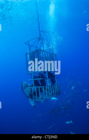 Female Great White and divers. Guadalupe Island, Mexico Stock Photo