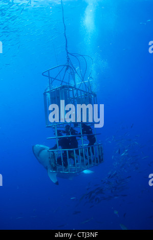 Female Great White shark and divers. Guadalupe Island, Mexico Stock Photo