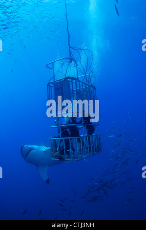 Female Great White and divers. Guadalupe Island, Mexico Stock Photo