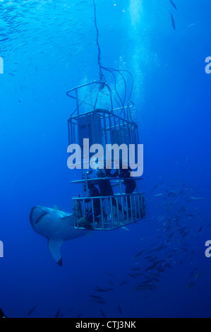 Female Great White and divers. Guadalupe Island, Mexico Stock Photo