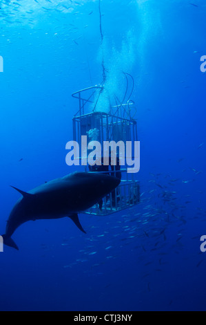 Female Great White and divers. Guadalupe Island, Mexico Stock Photo