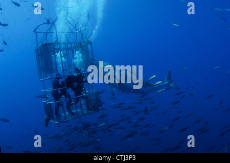 Female Great White and divers. Guadalupe Island, Mexico Stock Photo