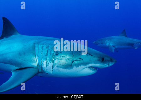Pair of male great white sharks. Guadalupe Island, Mexico Stock Photo