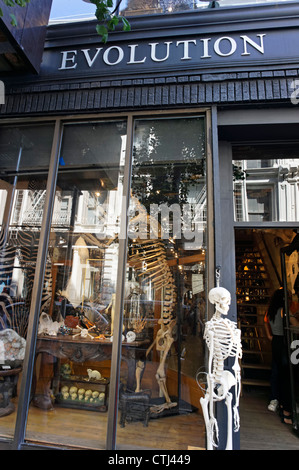 The Evolution Store in Spring Street Soho sells Skulls, Skeletons , New York, USA, Stock Photo