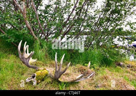 A rack of moose antler laying in grass. Katmai National Park and Preserve. Alaska, USA. Stock Photo