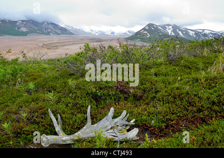 A moose antler laying in the Valley of Ten Thousand Smokes. Katmai National Park and Preserve. Alaska, USA. Stock Photo