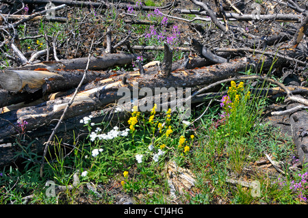 Forest Fire Remnants Flowers Yellowstone National Park WY Wyoming Stock Photo