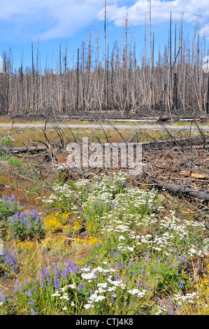 Forest Fire Remnants Flowers Yellowstone National Park WY Wyoming Stock Photo