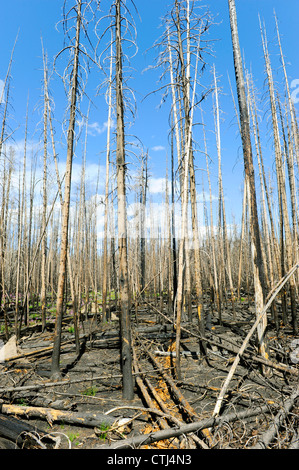 Forest Fire Remnants Yellowstone National Park WY Wyoming Stock Photo