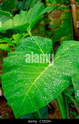 The morning shower leaving a beautiful parttern on arrowleaf; also called the elephant ear leaf Stock Photo