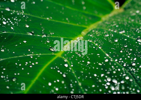 The morning shower leaving a beautiful parttern on arrowleaf; also called the elephant ear leaf Stock Photo