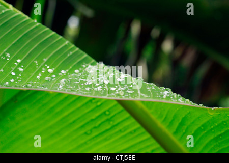 water droplets on a banana leaf Stock Photo