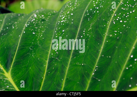 The morning shower leaving a beautiful parttern on arrowleaf; also called the elephant ear leaf Stock Photo