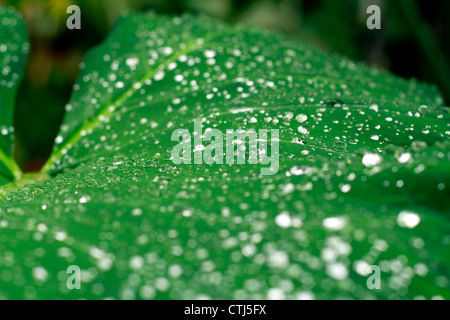 The morning shower leaving a beautiful parttern on arrowleaf; also called the elephant ear leaf Stock Photo